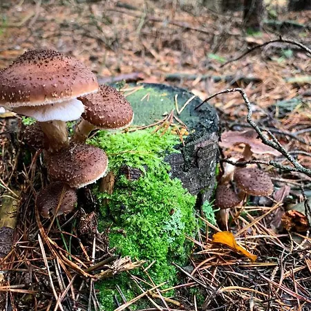 Jezerni S Terasou A Saunou V Lakepark * 도크시